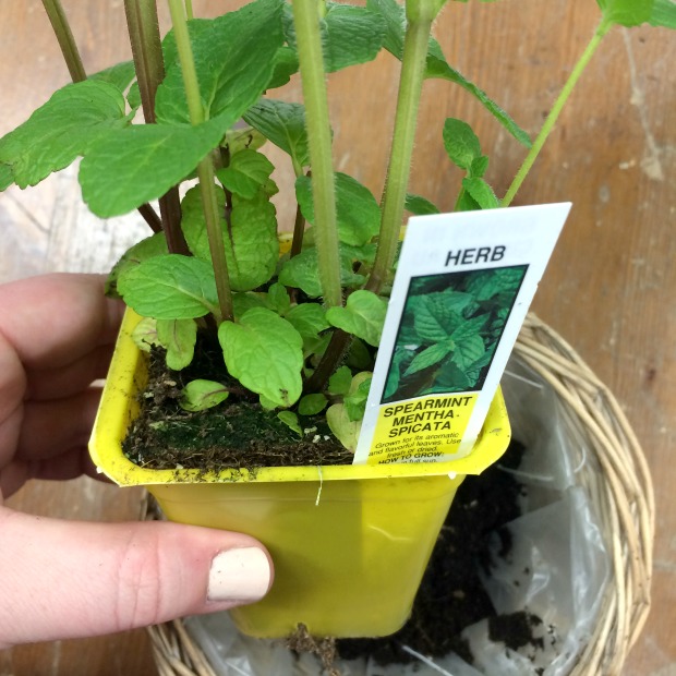 rockford20peachy20kates20garden202_zps4sw4op42